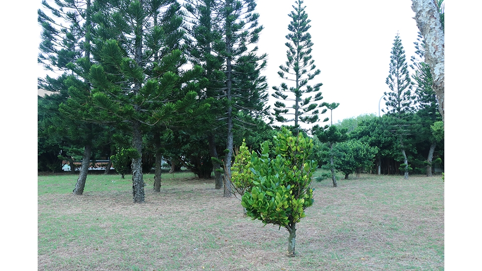 電廠響應綠化不遺餘力，整理後的公園成為休閒的新地點。